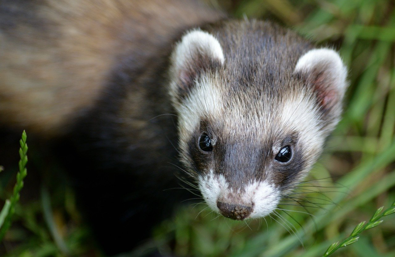 Squirrel Creek Wildlife